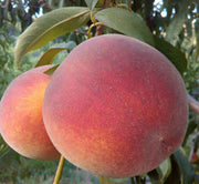 'J H HALE' PEACH - PRUNUS PERSICA Sydney's Plant Market